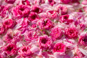 rose oil